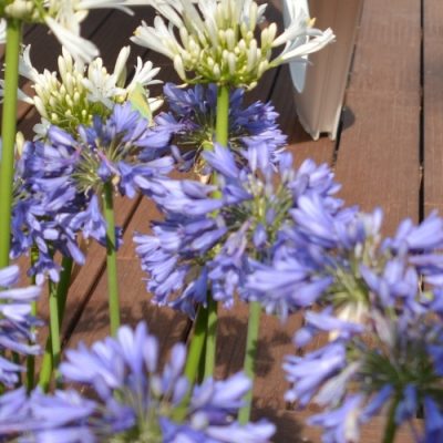 Casa de colònies l'Aldric