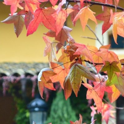 mas banyeres casa de colonies Eix Estels (7)